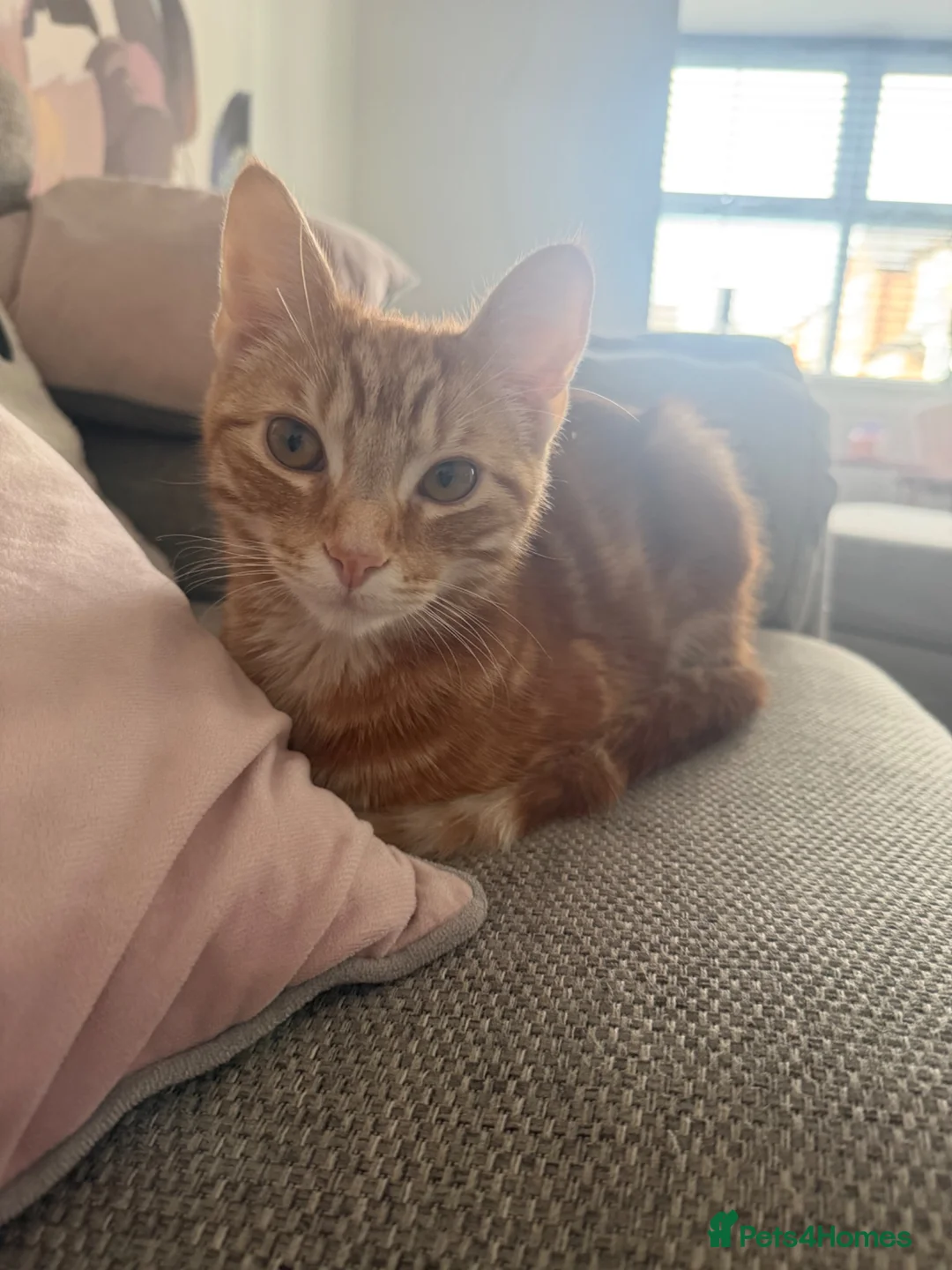 Mixed Breed cats for sale: 8Month old ginger kitten - Advert 1