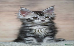 Maine Coon cats for sale: 🥇 5 Generation Pedigree - TICA registered  🌟 - Advert 18