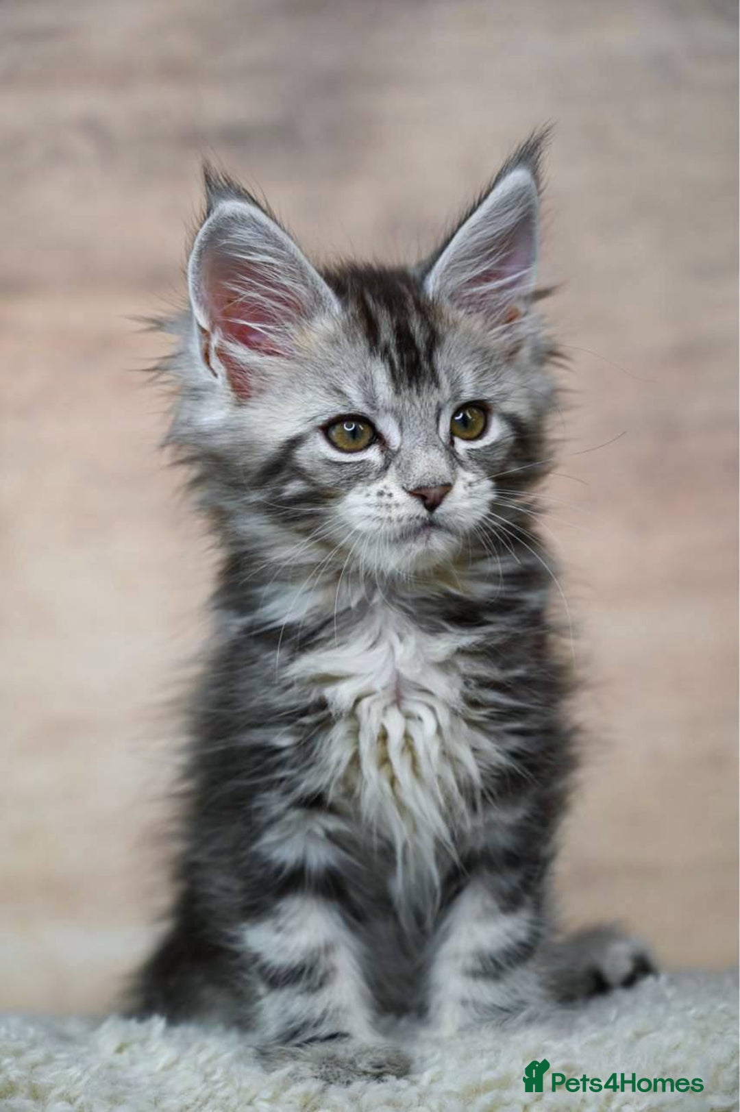 Maine Coon cats for sale: 🥇 5 Generation Pedigree - TICA registered  🌟 - Advert 18