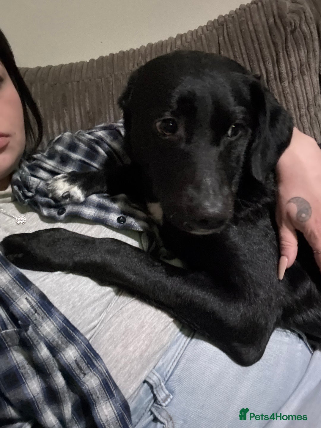 Mixed Breed dogs for sale: ❤️ Forever home required ❤️ - Advert 3