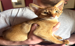 Abyssinian cats for sale: Sorrel Abyssinian, GCCF Reg, Champion Line - Image 1