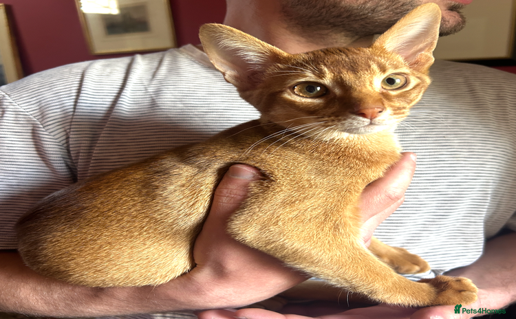 Abyssinian cats - Advert 4