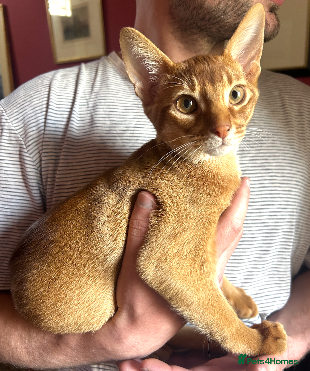 Abyssinian cats for sale: Sorrel Abyssinian, GCCF Reg, Champion Line - Image 1