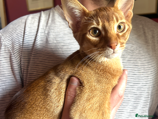 Abyssinian cats - Advert 8