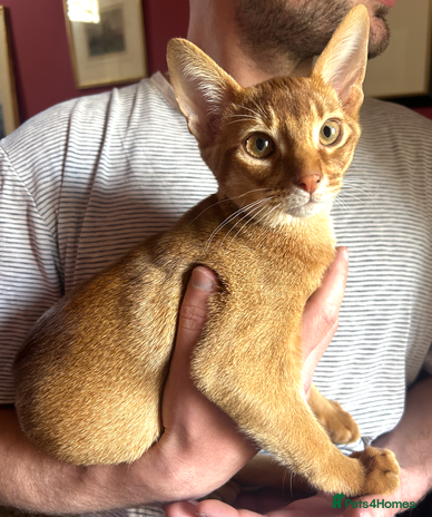 Abyssinian cats - Advert 8