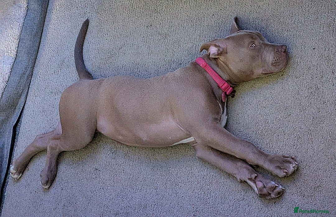 American Bully dogs for sale: American Bully 4 Months Old A Sweetheart  in Stonehouse - Image 14
