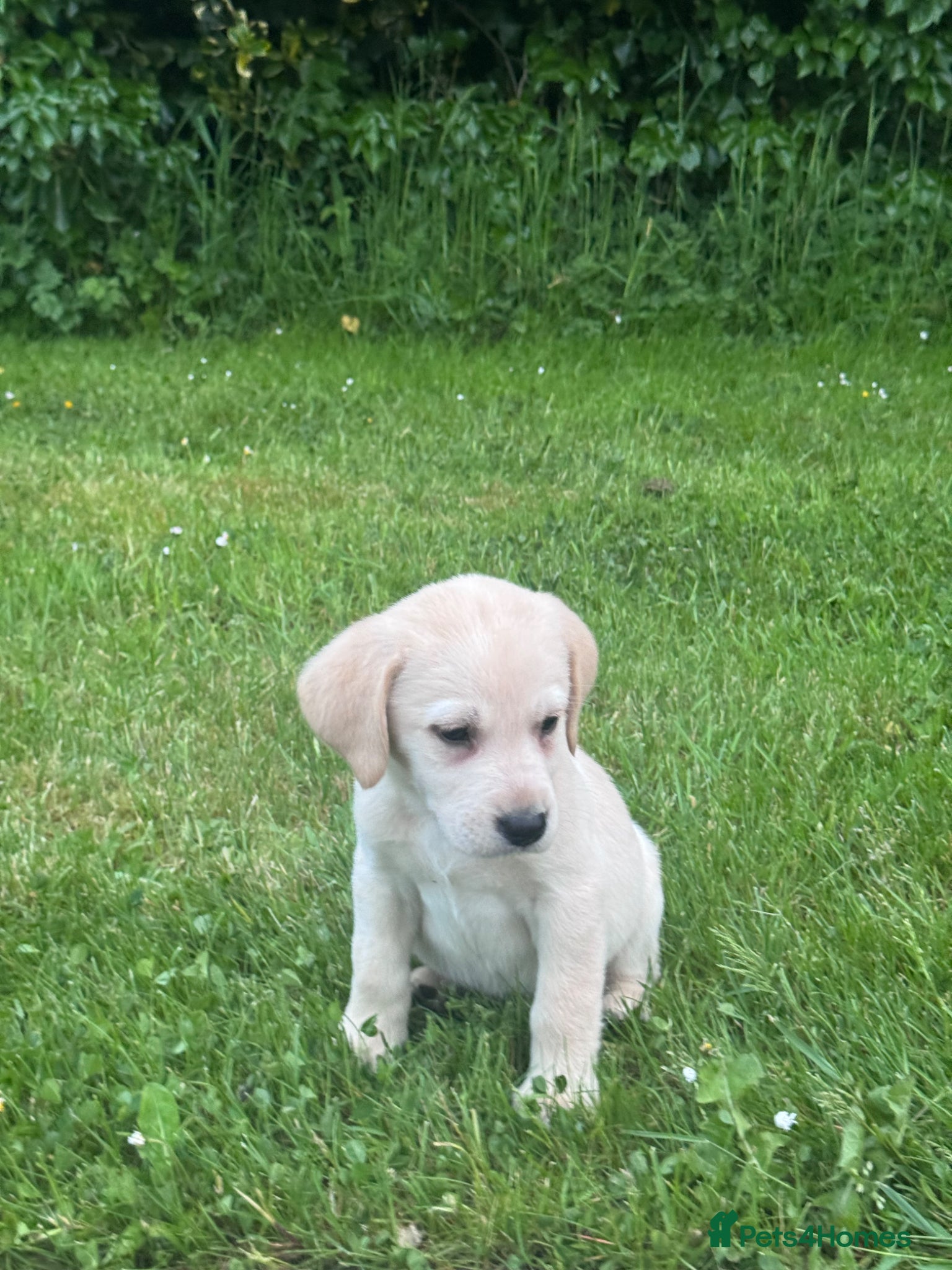 Labrador Retriever dogs for sale: Golden Labrador Puppies in Ayr - Advert 2