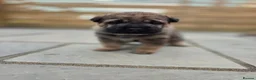 Mixed Breed dogs for sale: Shepard Peis - Advert 32