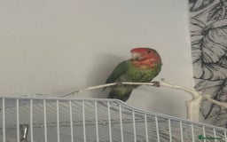 Lovebirds birds for sale: Pair of lovebirds  - Image 4