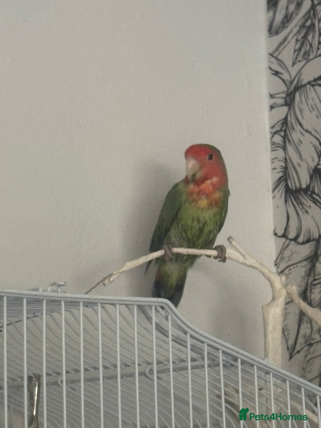Lovebirds birds for sale: Pair of lovebirds  - Image 4
