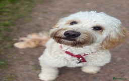 Cockapoo dogs for sale: Cream cockapoo  - Image 1