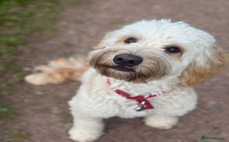 Cockapoo dogs - Advert 10