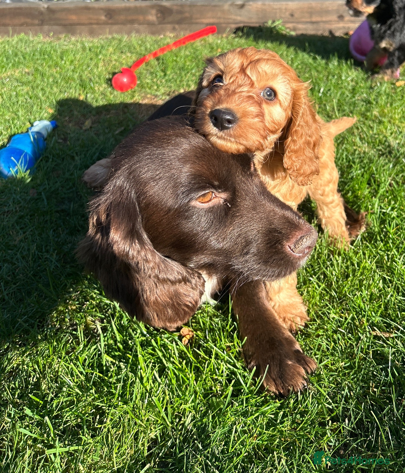 Cockapoo dogs for sale: Beautiful Cockapoo Puppies  - Advert 2
