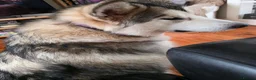 Alaskan Malamute dogs for sale: Female alaskan malamute  in Derby - Advert 3