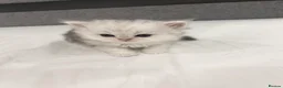 Persian cats for sale: Beautiful Persian Kittens - Advert 6