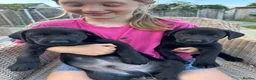 Labrador Retriever dogs for sale: KC Registered Working Labrador Pups  - Advert 9