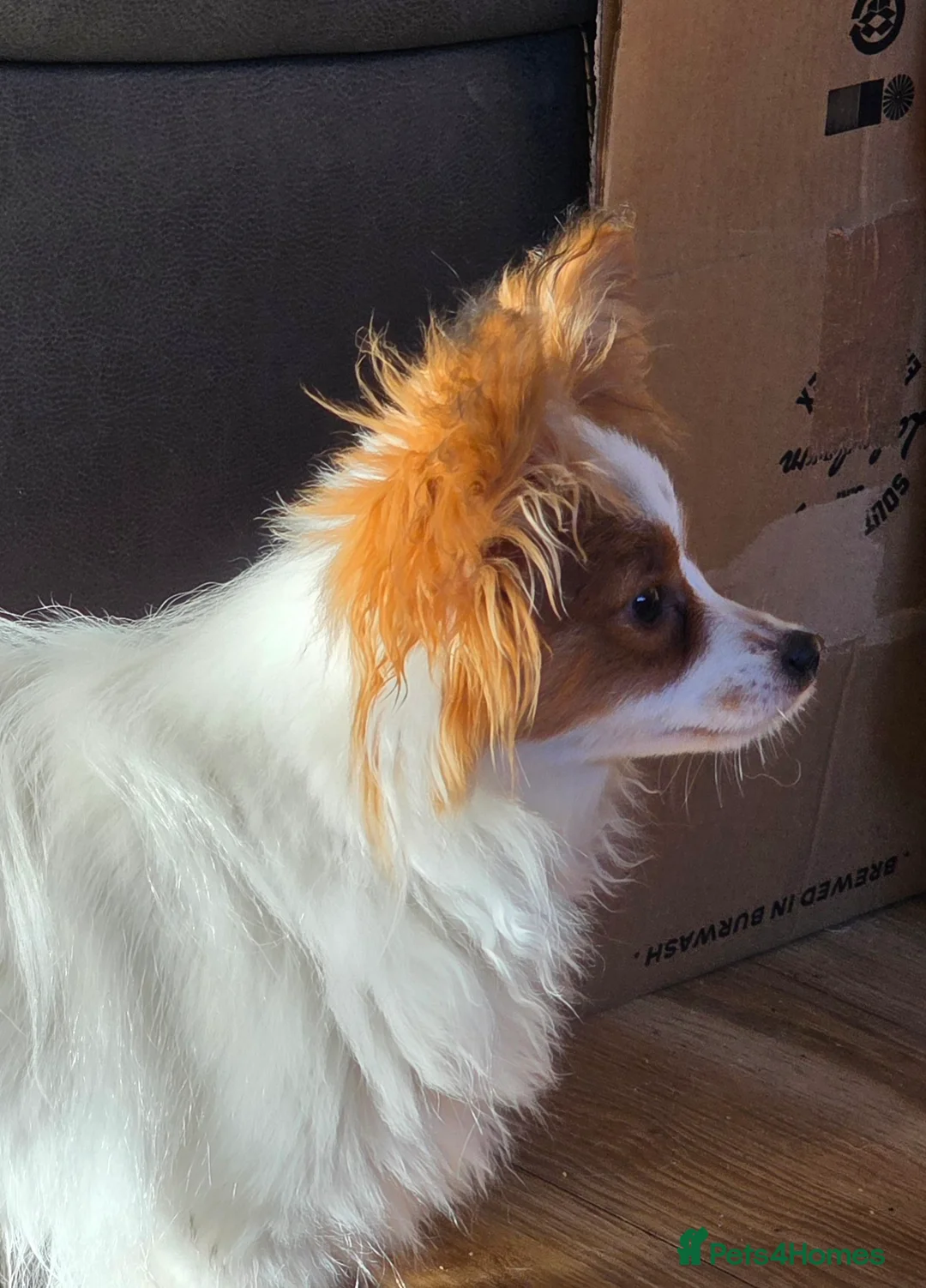 Papillon dogs for sale: Beautiful sable boy puppy  - Advert 5