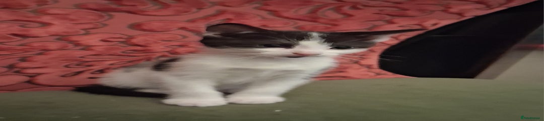 Domestic Shorthair Kitten 3