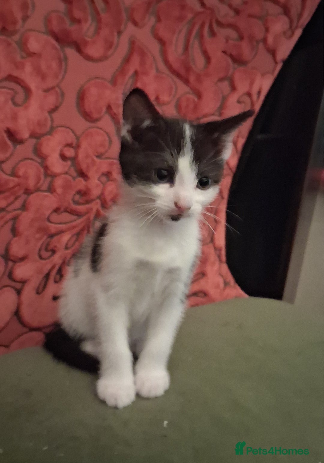 Domestic Shorthair cats for sale: 6 gorgeous mixed breed kittens - Advert 22