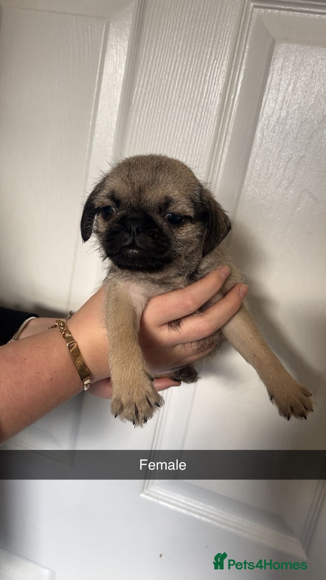 Mixed Breed dogs for sale: Beautiful litter of pug cross shih-tzu  ♥️ - Advert 10