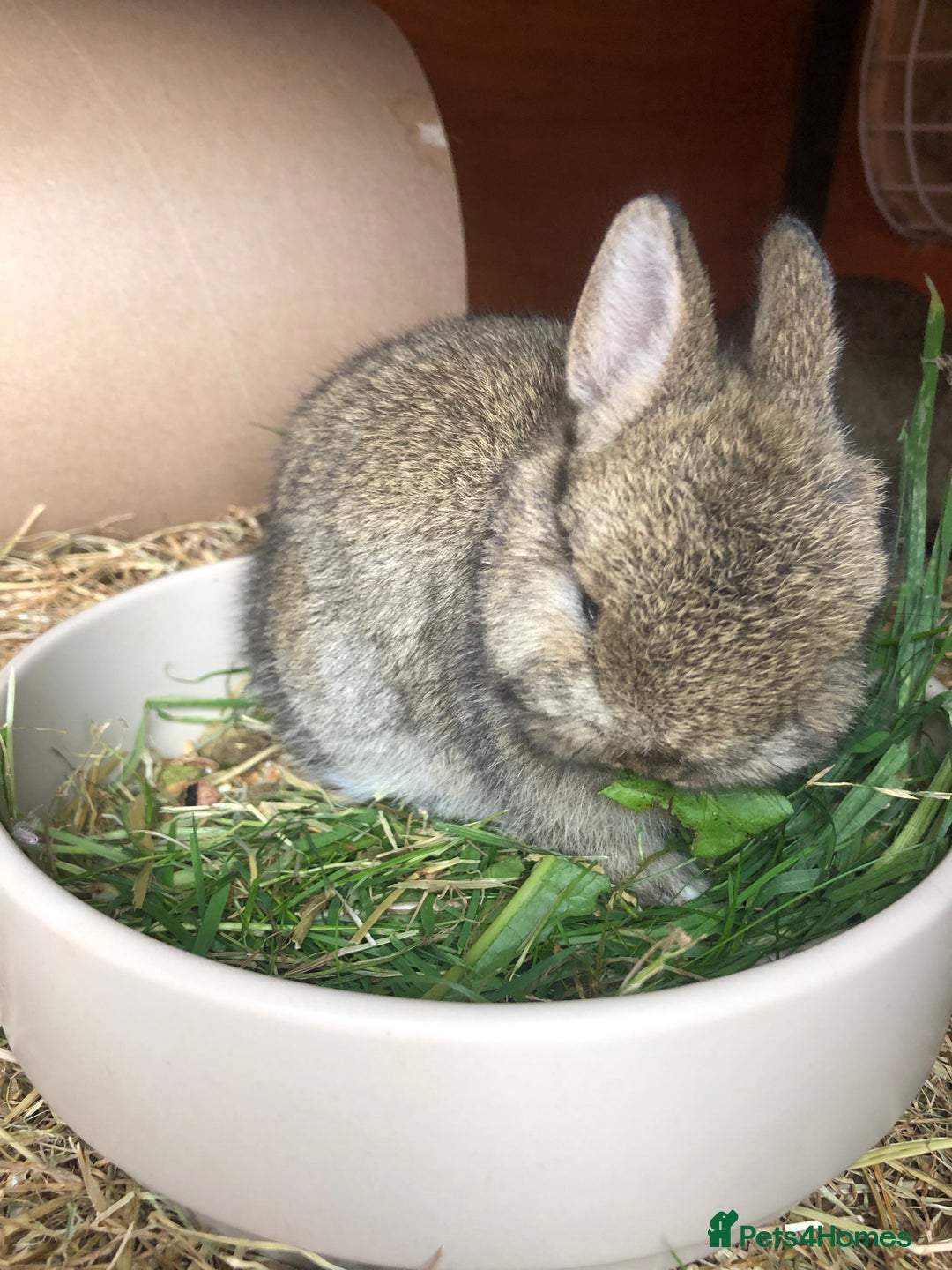 Netherland Dwarf rabbits for sale: 2 beautiful netherland dwarfs  - Image 3