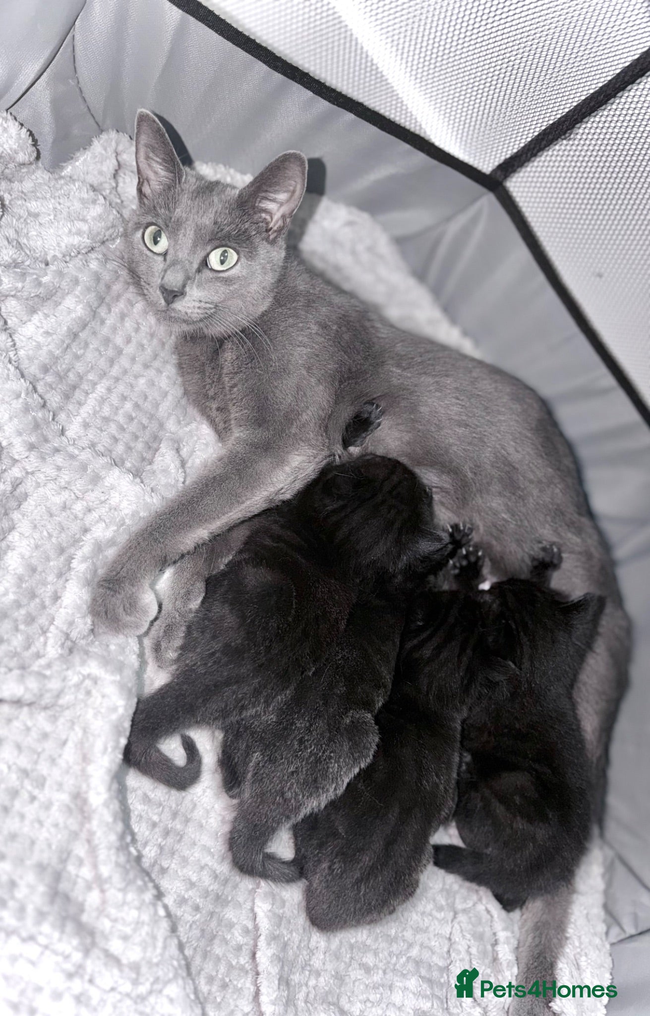 Mixed Breed cats 🐈‍⬛ Beautiful Russian Blue Cross Kittens 🐈‍⬛ - Advert 9
