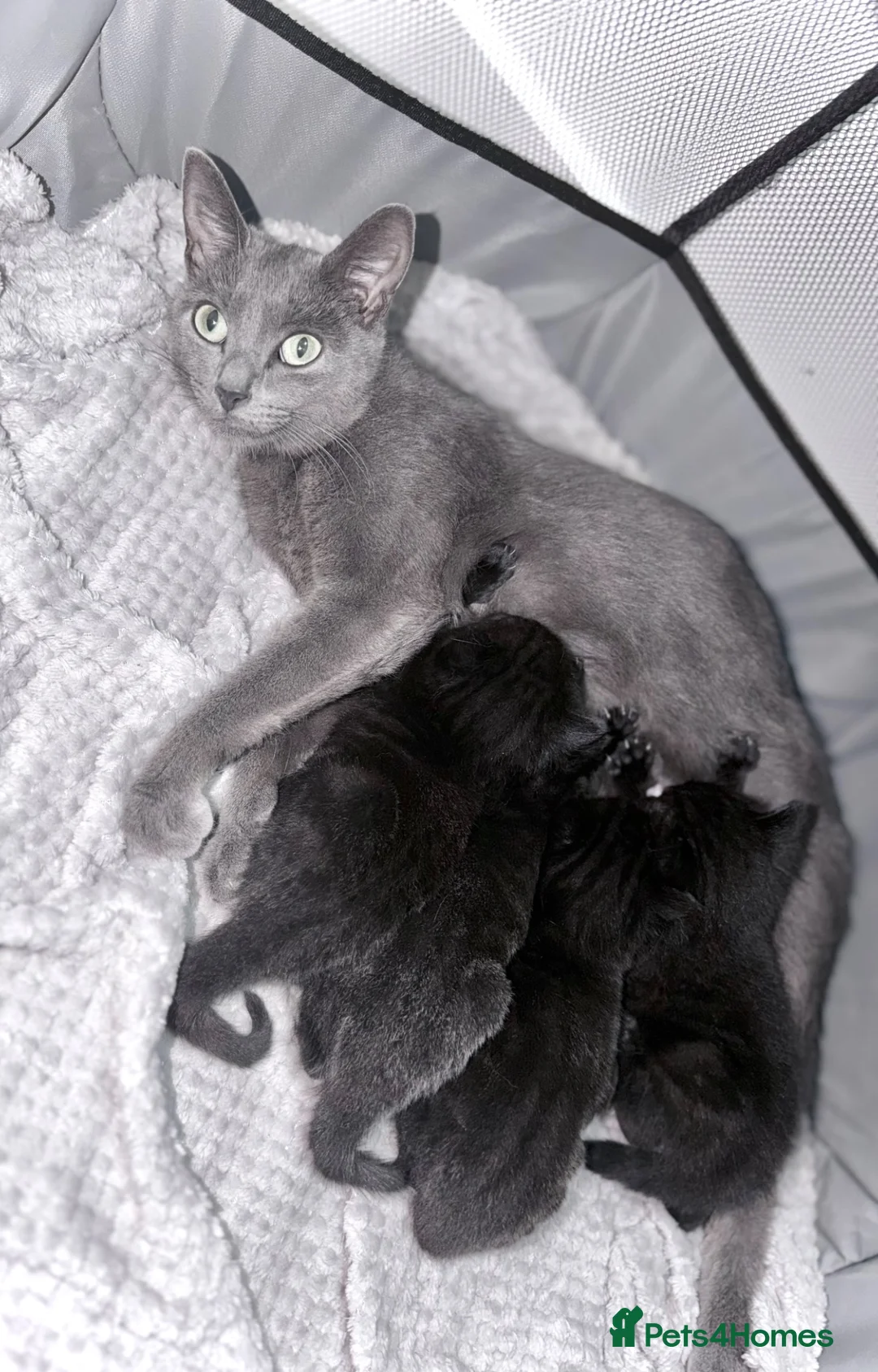 Mixed Breed cats for sale: 🐈‍⬛ Beautiful Russian Blue Cross Kittens 🐈‍⬛ - Advert 1