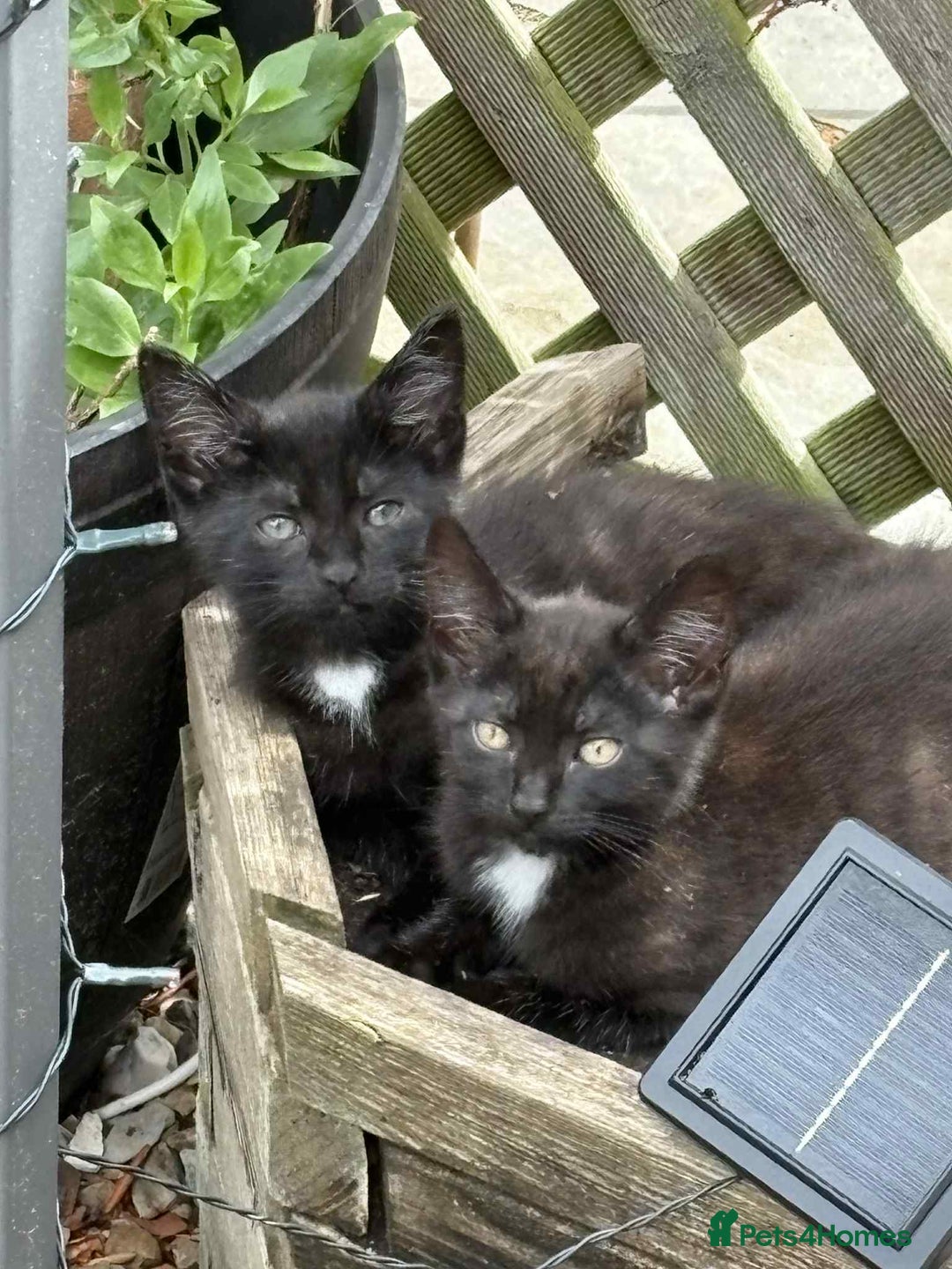 Mixed Breed cats for sale: Kittens ready for their new homes - Image 2