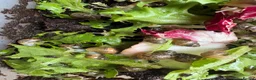 Snails invertebrates for sale: African snail babies  - Advert 11