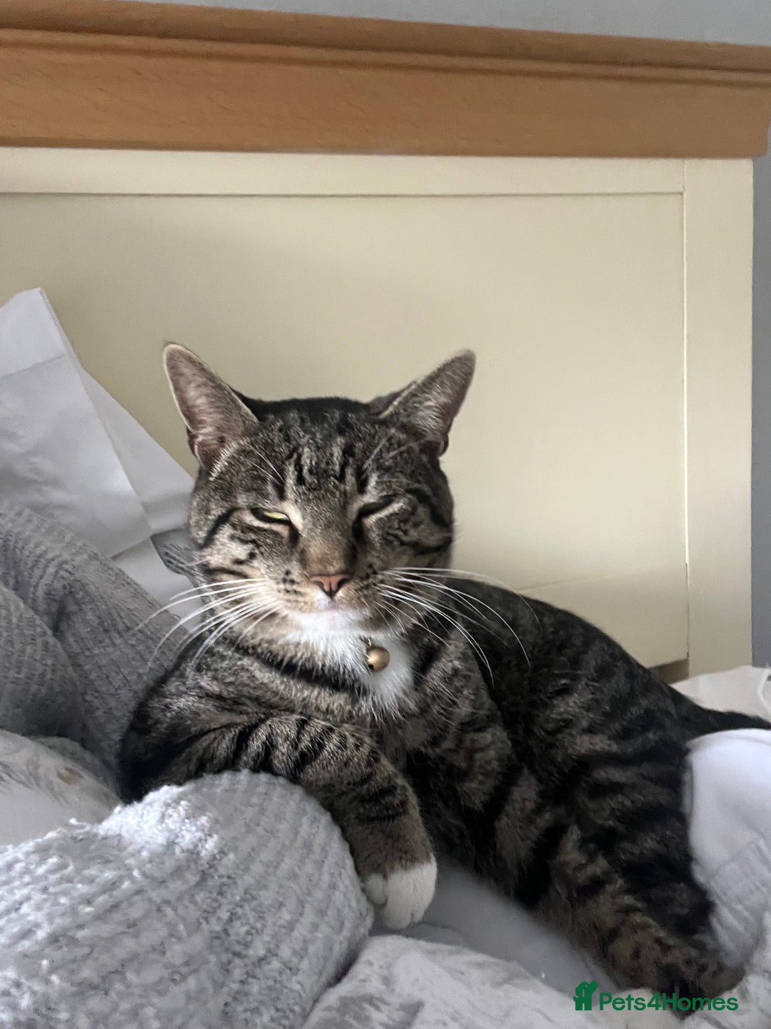 British Shorthair cats for sale: Harry  - Advert 1