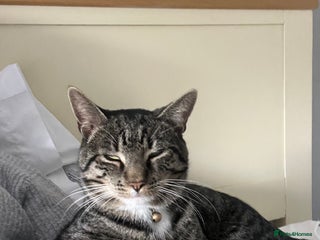 British Shorthair cats Harry - Advert 1