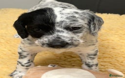 Mixed Breed dogs for sale: Rare Dalmadoodles - Image 30