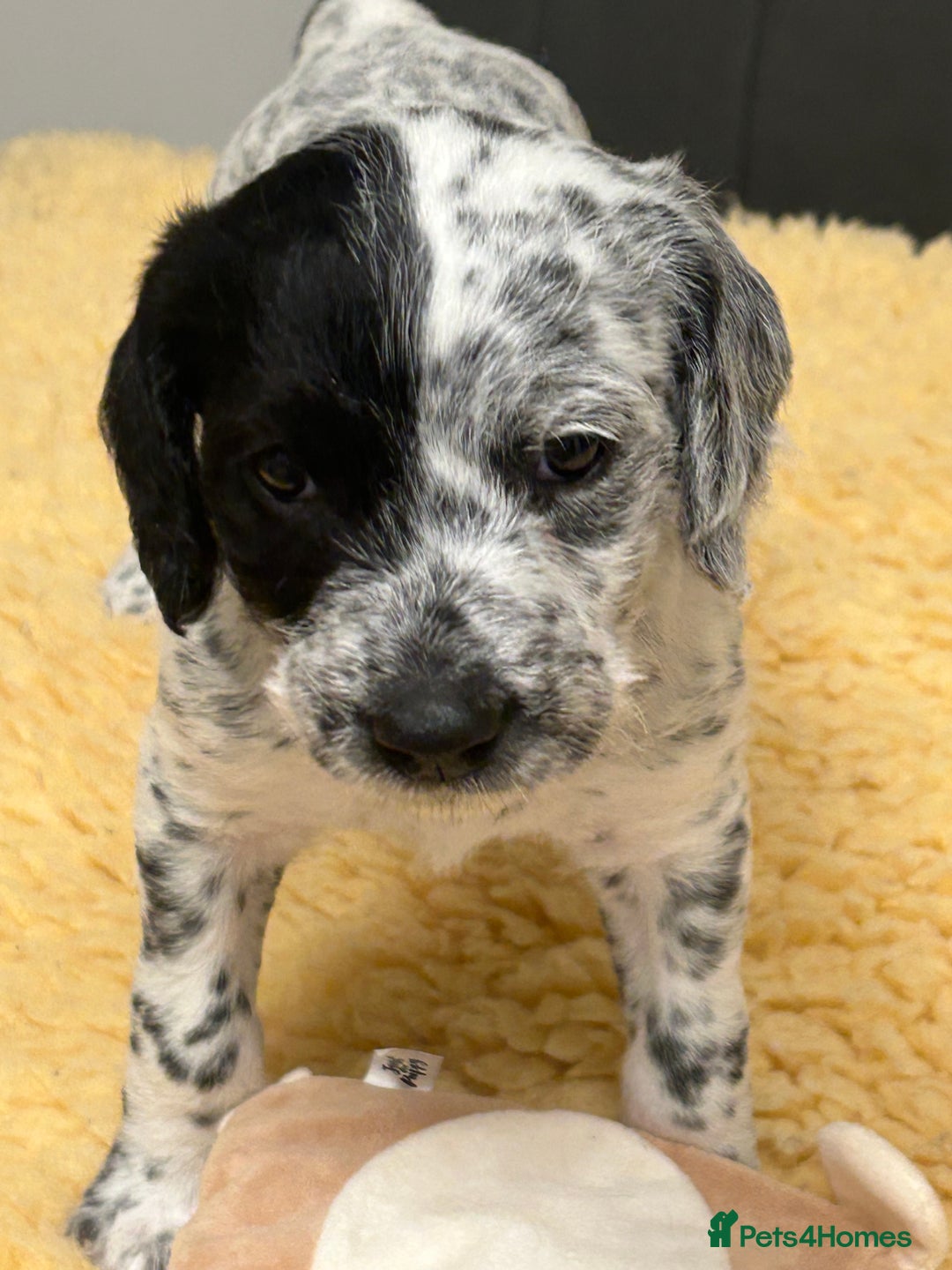 Mixed Breed dogs for sale: Rare Dalmadoodles - Image 30