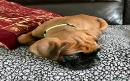Boxer dogs for sale: KC Reg Boxer Bobtail Boys READY NOW!!!! - Image 9