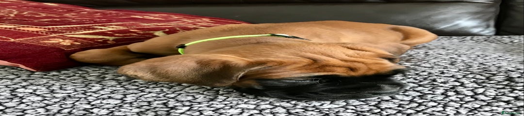 Boxer Puppy (Green collar)