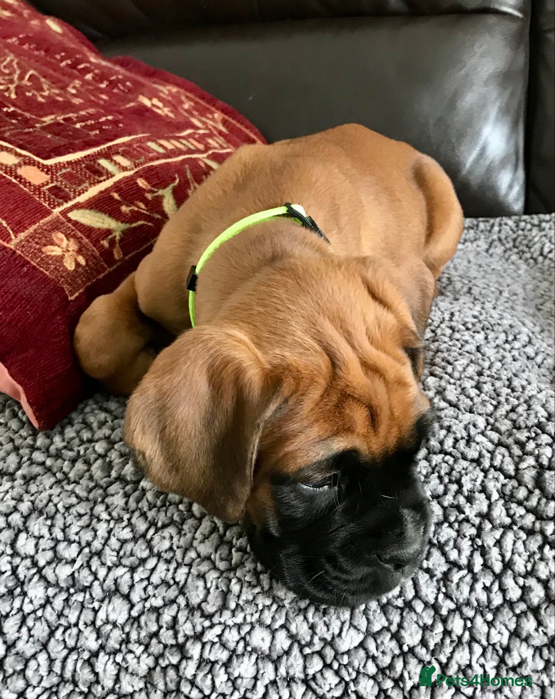 Boxer dogs for sale: KC Reg Boxer Bobtail Boys READY NOW!!!! - Image 9
