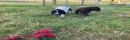 Sprocker dogs for sale: Sprocker Spaniel puppies  - Advert 6