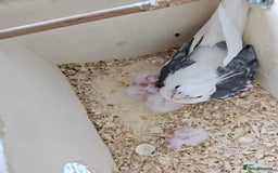 Cockatiels birds for sale: Hand tame cockatiel chicks  - Image 12