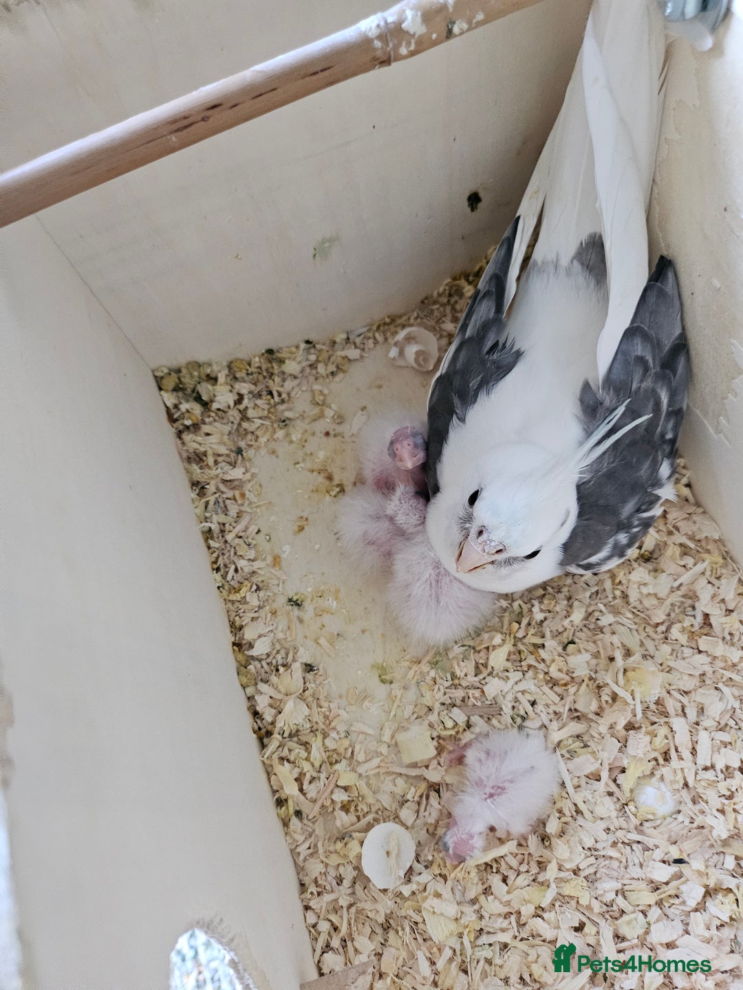Cockatiels birds for sale: Hand tame cockatiel chicks  - Image 12