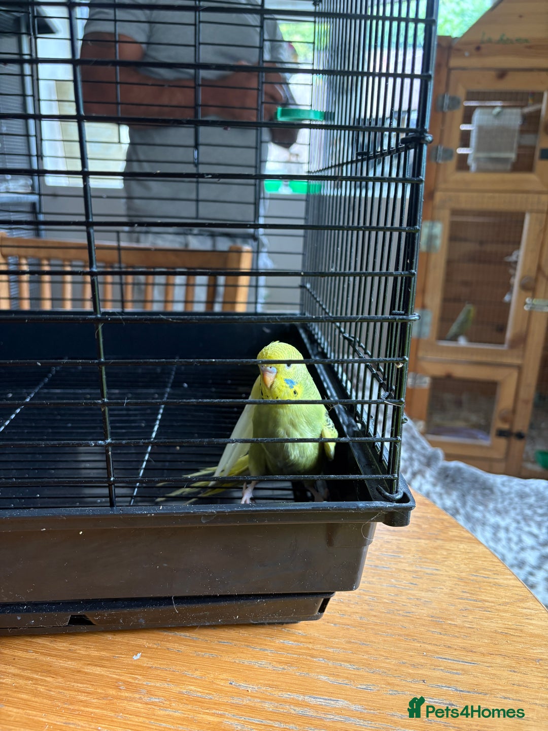 Budgerigars birds for sale: Male & Female budgies for sale - Image 7