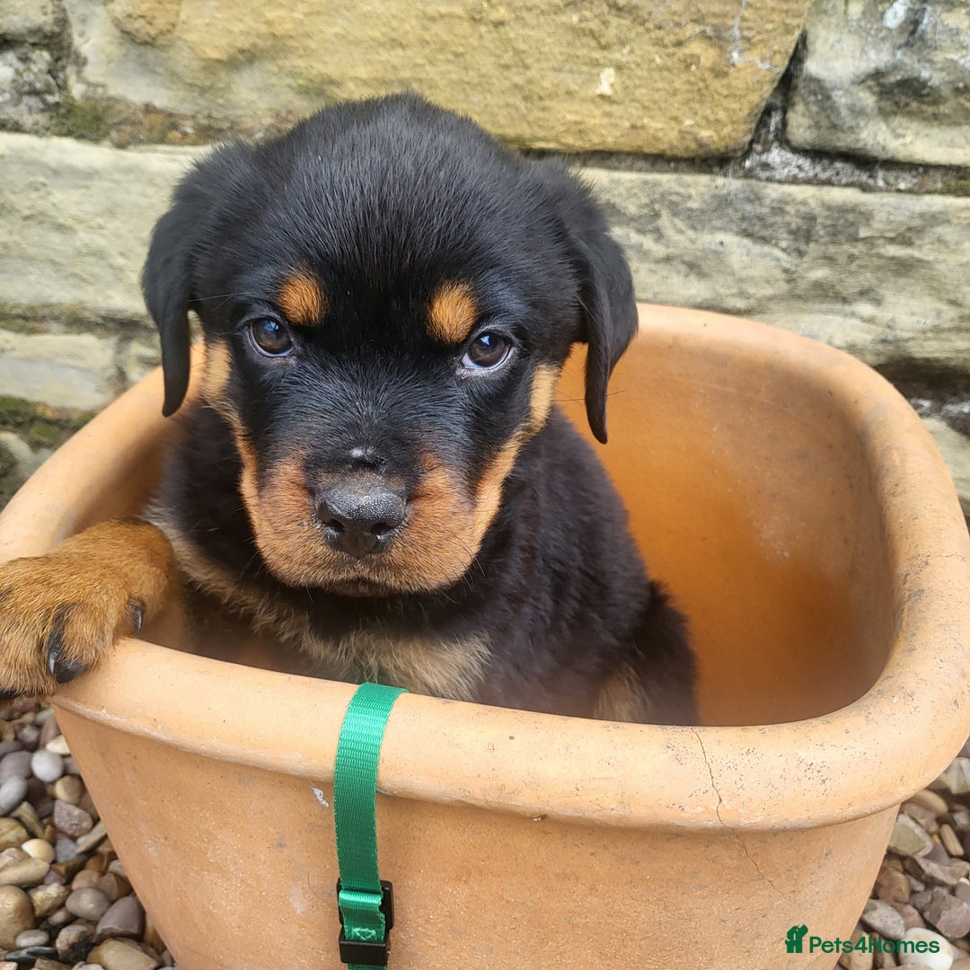 Rottweiler dogs for sale: Chunky Rottweiler Puppies  - Image 9