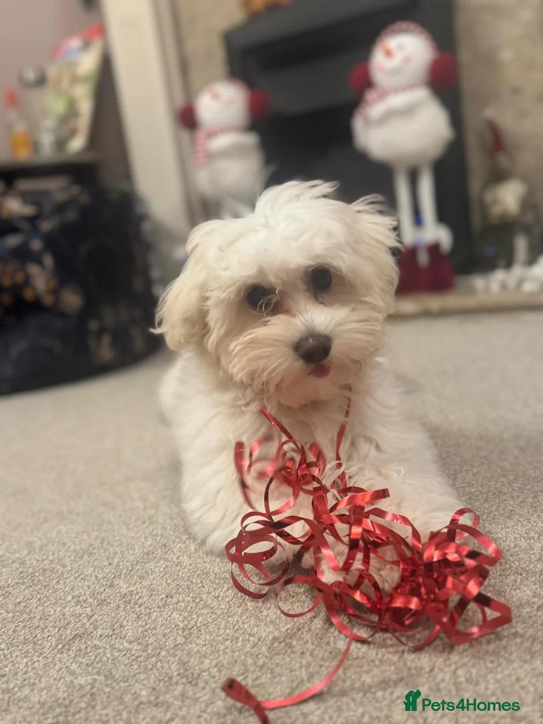 Maltipoo dogs for sale: Honey - 6 month old Maltipoo - Advert 1