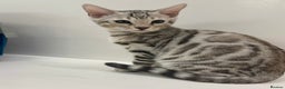 Bengal cats for sale: 🌟pedigree bengal kittens🌟 - Advert 3