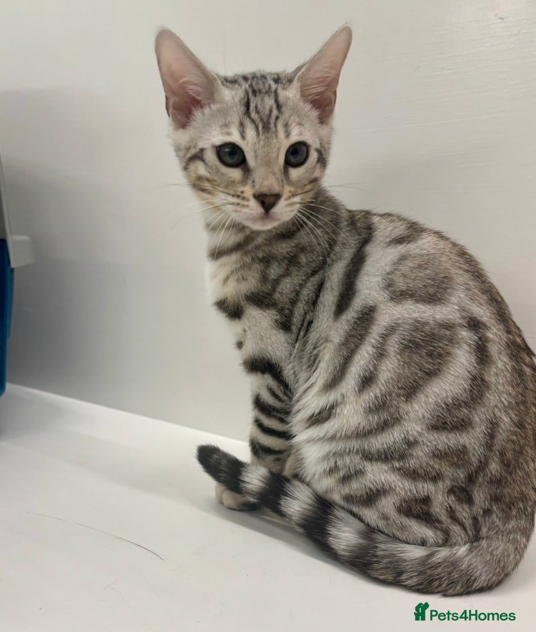 Bengal cats for sale: 🌟pedigree bengal kittens🌟 - Advert 3
