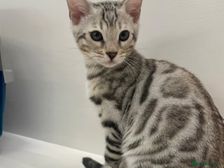 Bengal cats 🌟pedigree bengal kittens🌟 - Advert 15
