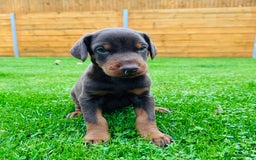 Dobermann dogs for sale: KC Registered Doberman Puppies 🐾🐾🐾 - Image 7