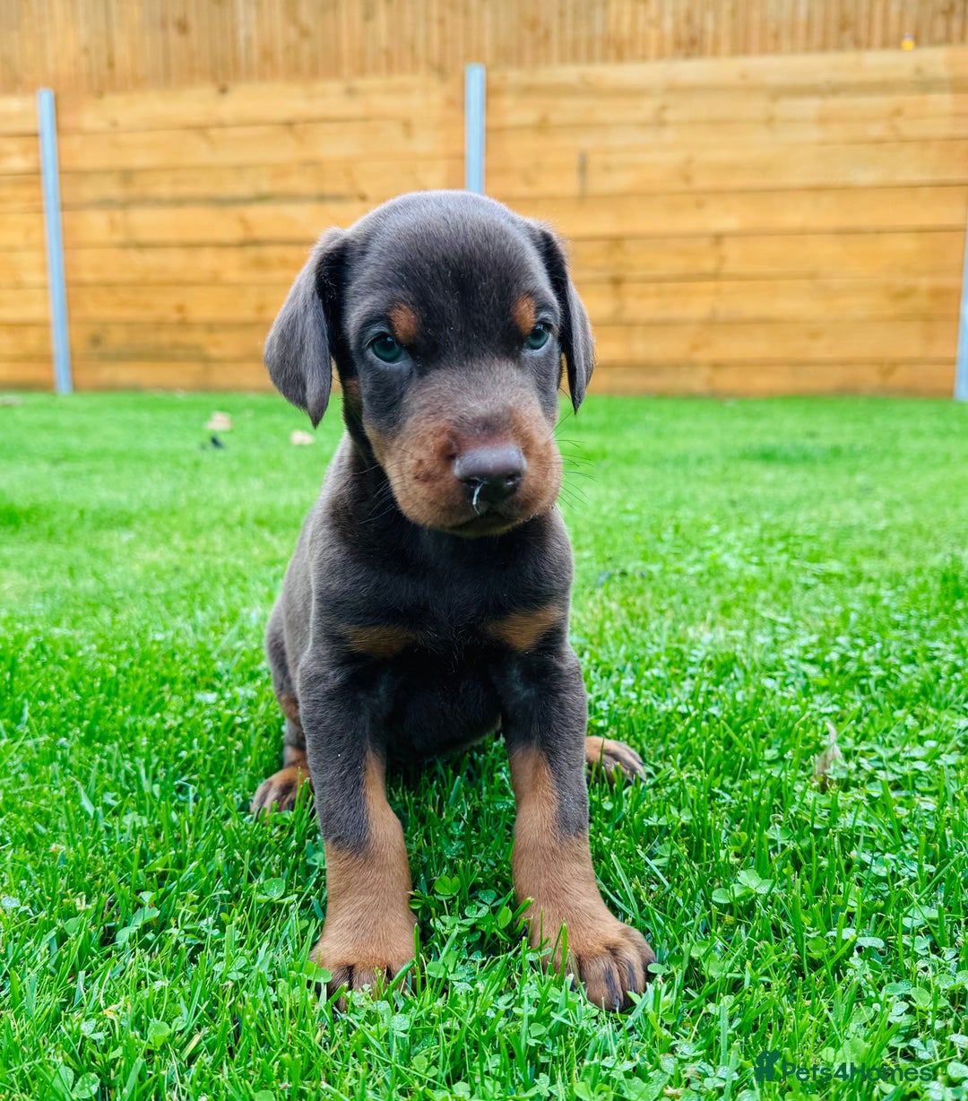 Dobermann dogs for sale: KC Registered Doberman Puppies 🐾🐾🐾 - Image 7
