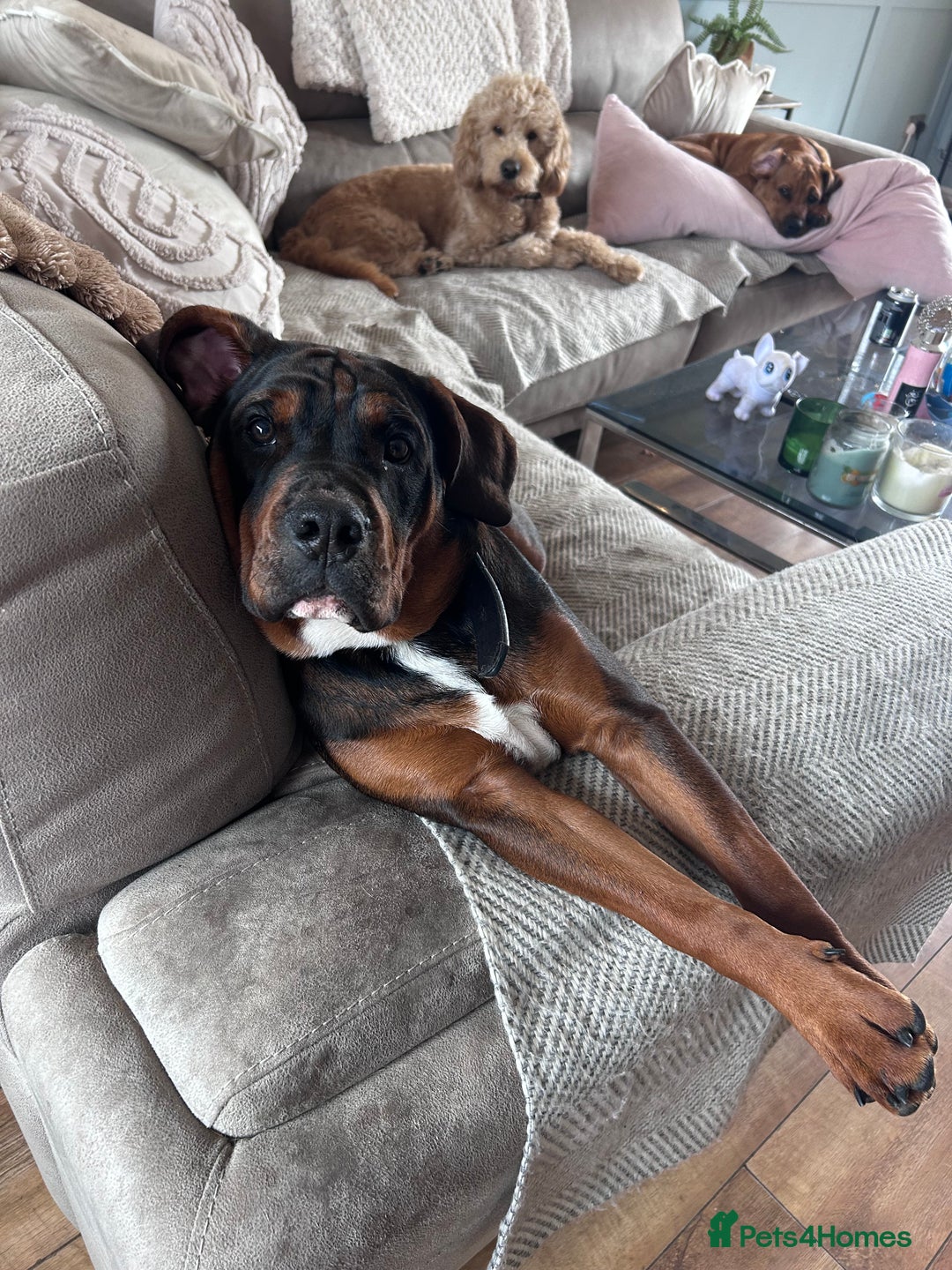 Mixed Breed dogs for sale: B A X T E R - 8month old beauty - Advert 6