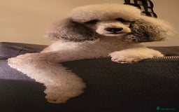 Standard Poodle dogs for stud: K.C Registered Standard poodle in Nottingham - Image 6
