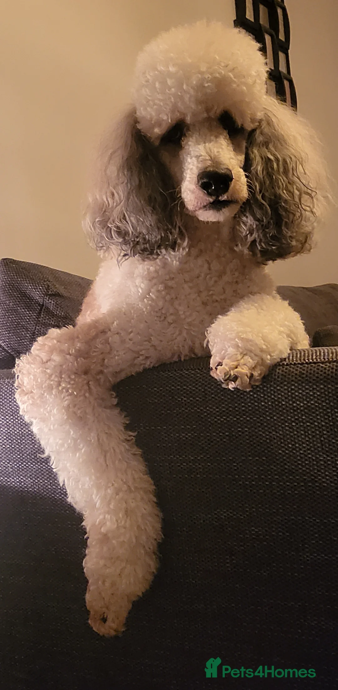 Standard Poodle dogs for stud: K.C Registered Standard poodle in Nottingham - Advert 6